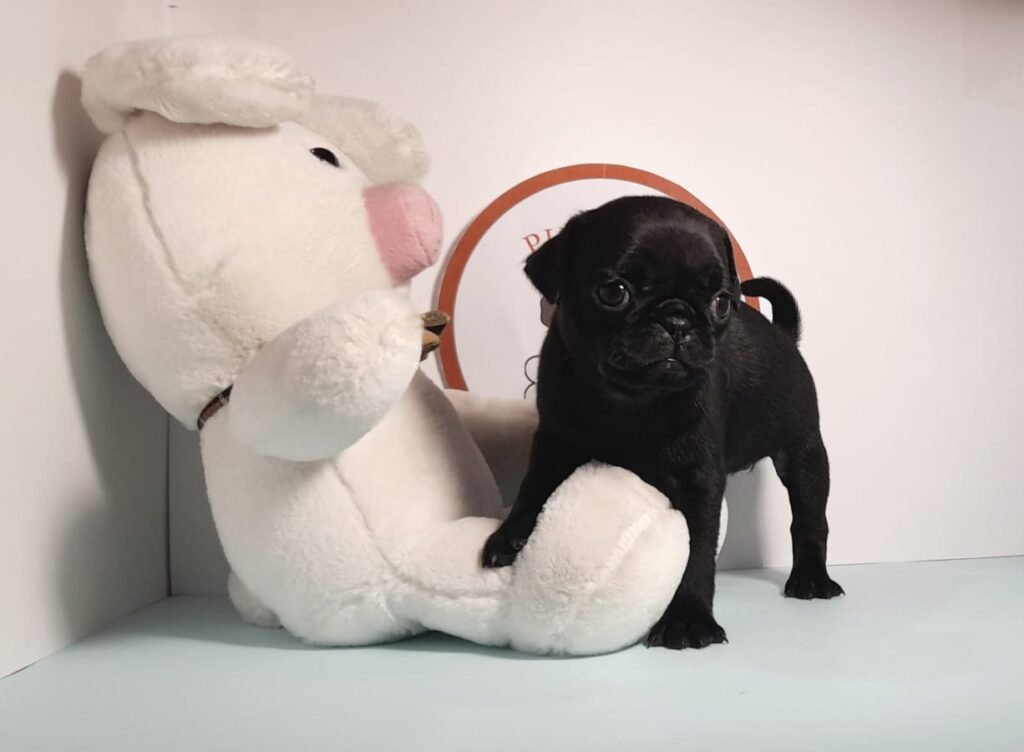 Imagen de portada del veterinario