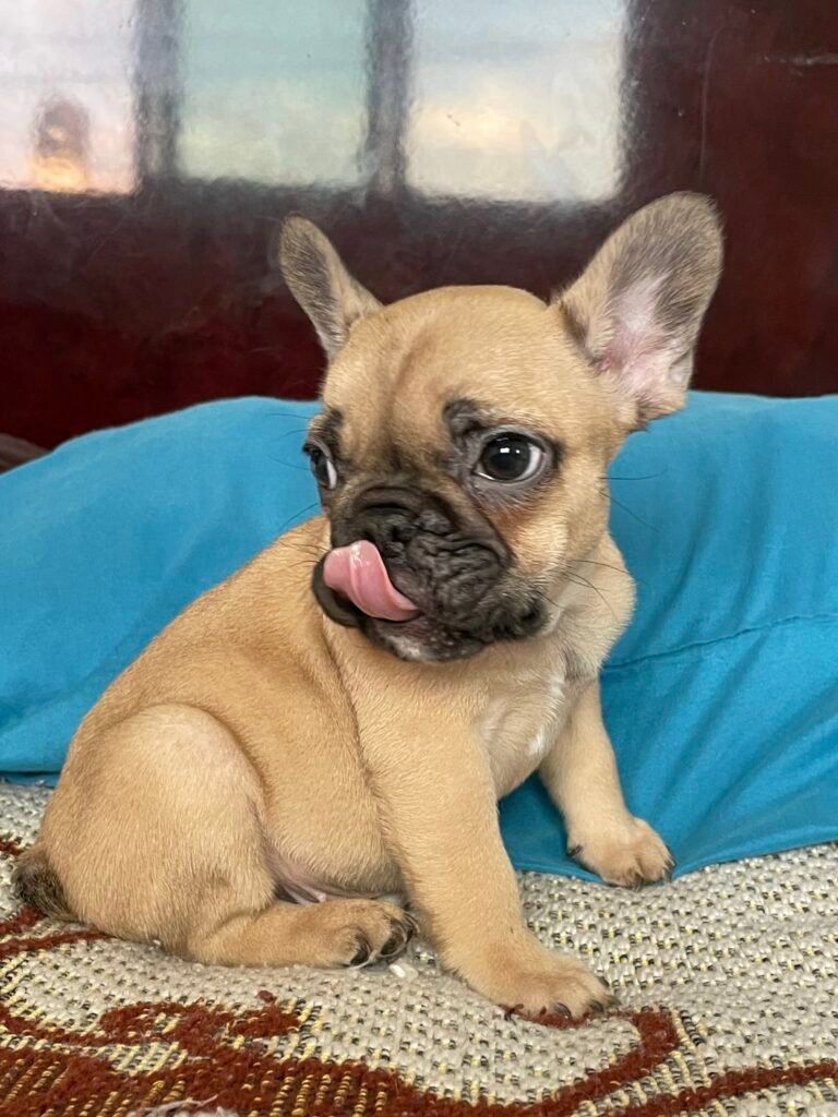 Imagen de portada del veterinario